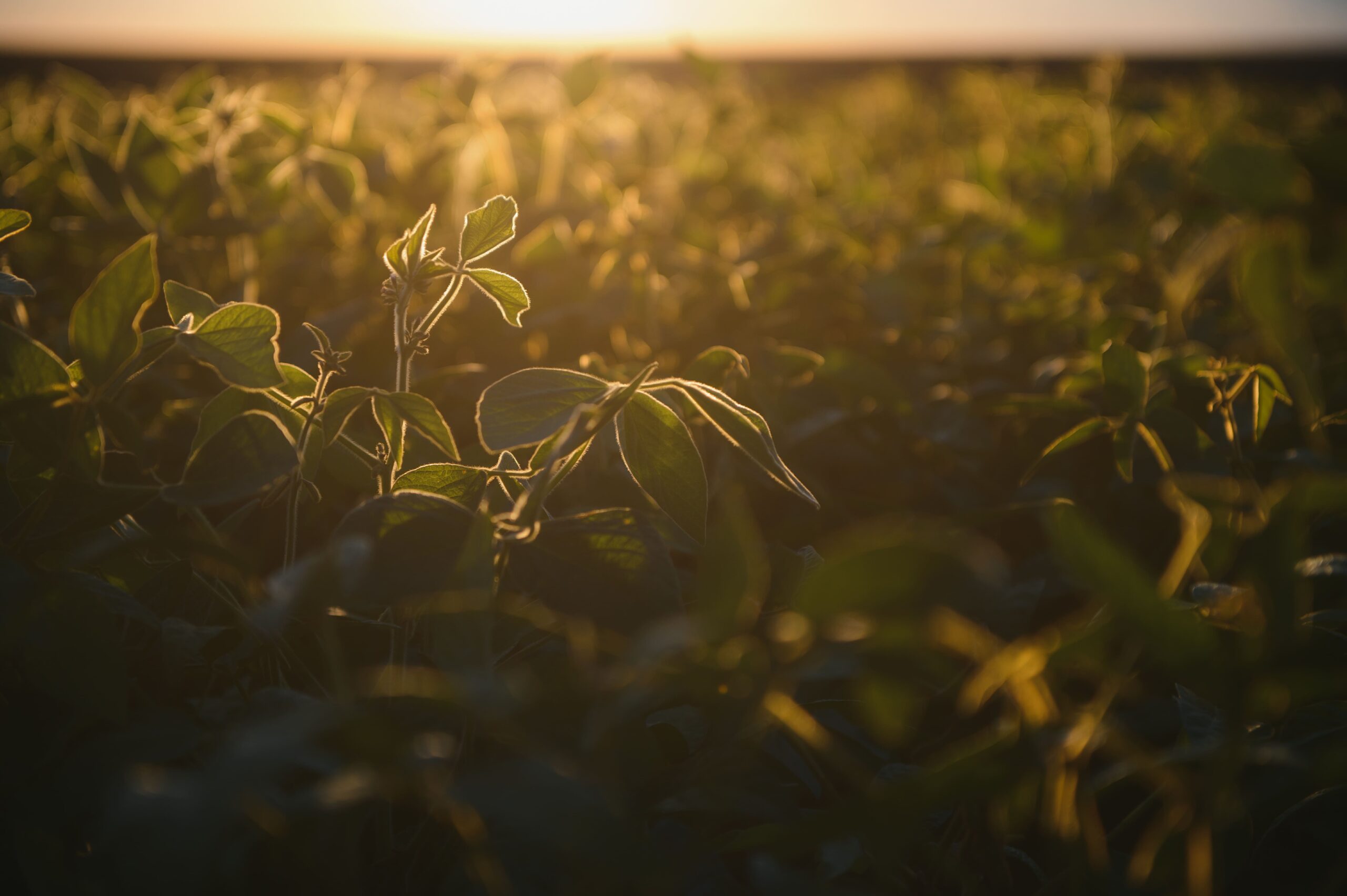 closeup-green-plants-soybean-field (1)